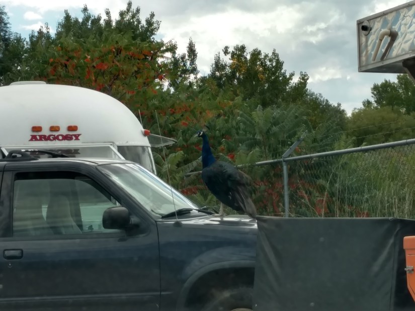 IMG_20170922_133816655_HDR